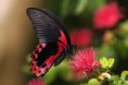 /album/fotogaleria-priroda/d4fae59ee5-23081811-o2-jpg/