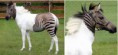 /album/fotogaleria-fotogaleria/hybridne-zvieratka-5-jpg/