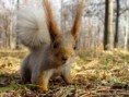 /album/fotogaleria-fotogaleria/zvieratka-zvieratka-zvieratka58-1-jpg/